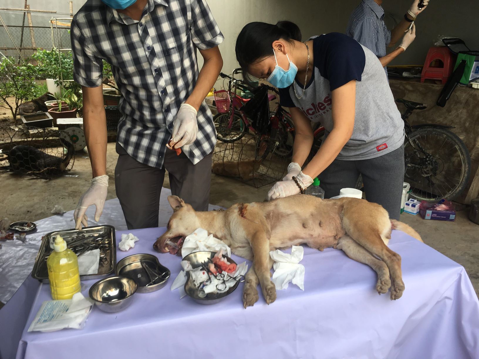 Emergency treatment for rescued dogs