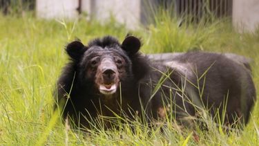 A happy looking moon bear lies in lush grass facing the camera.