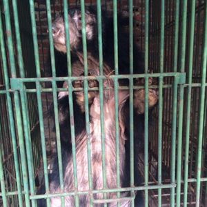 A skinny, bald moon bear stands up in a dark cage.
