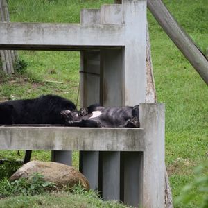A moon bear sleeps on a wooden structure in a grassy enclosure.