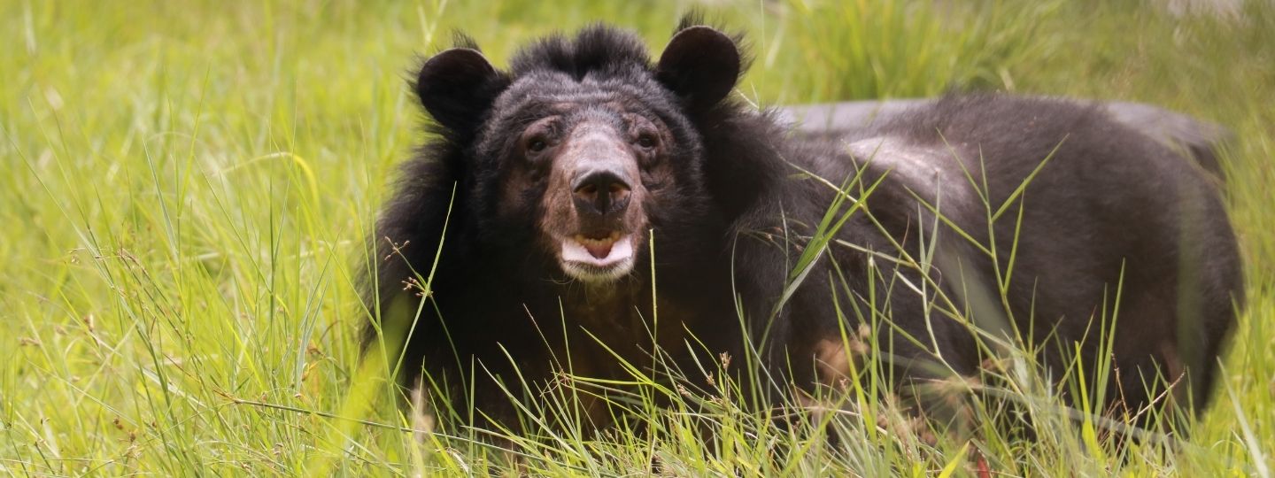 A happy looking moon bear lies in lush grass facing the camera.