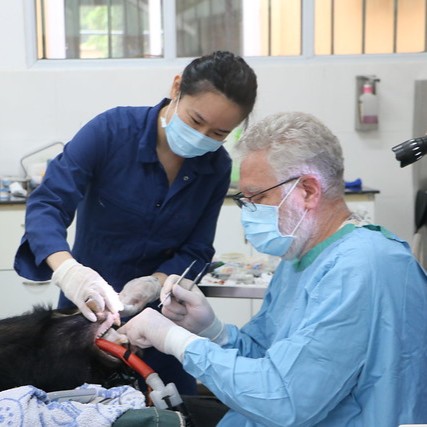 Medical practitioners, female in dark navy clothing with blue mask and white gloves, male seated with blue gown and mask, working on sleeping bear's teecth