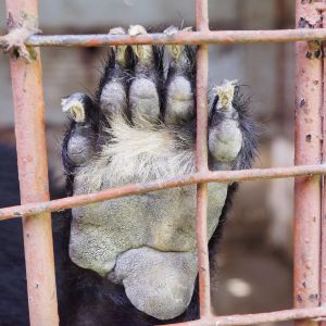 Black bear paw with yellow hair behind toes, resting on red cage bars