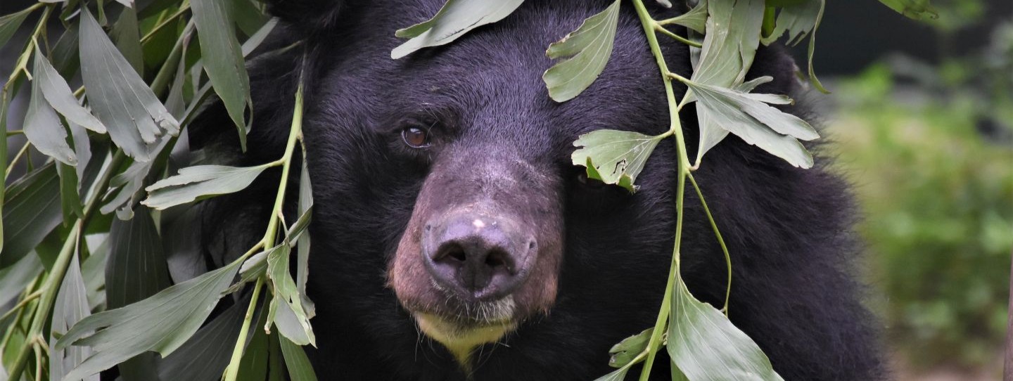 Black bear's face close up peeking through leaves, one eye visible to camera, other eye hidden by a leaf.
