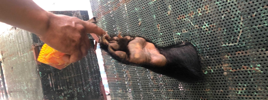 Human hand touching a moon bear’s paw through a hole in a metal enclosure wall.