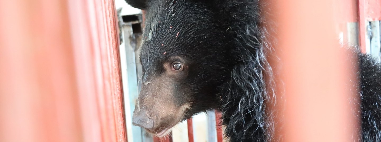 An asiatic black bear cub in a red cage looks out nervously