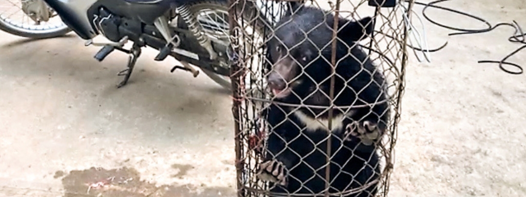 Moon bear confined in a small wire cage on a concrete surface, with a motorcycle in the background.