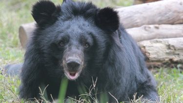 Full face image of a moon bear in a grassy enclosure looking happy and healthy.