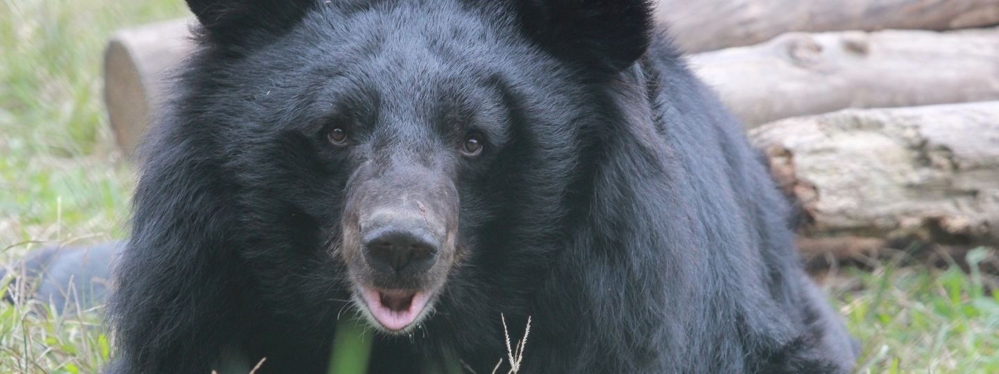 Full face image of a moon bear in a grassy enclosure looking happy and healthy.