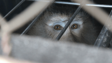Close up of macaque in cage, pale face, light brown eyes looking directly to camera. Cage bars running diagonally from top right across face.