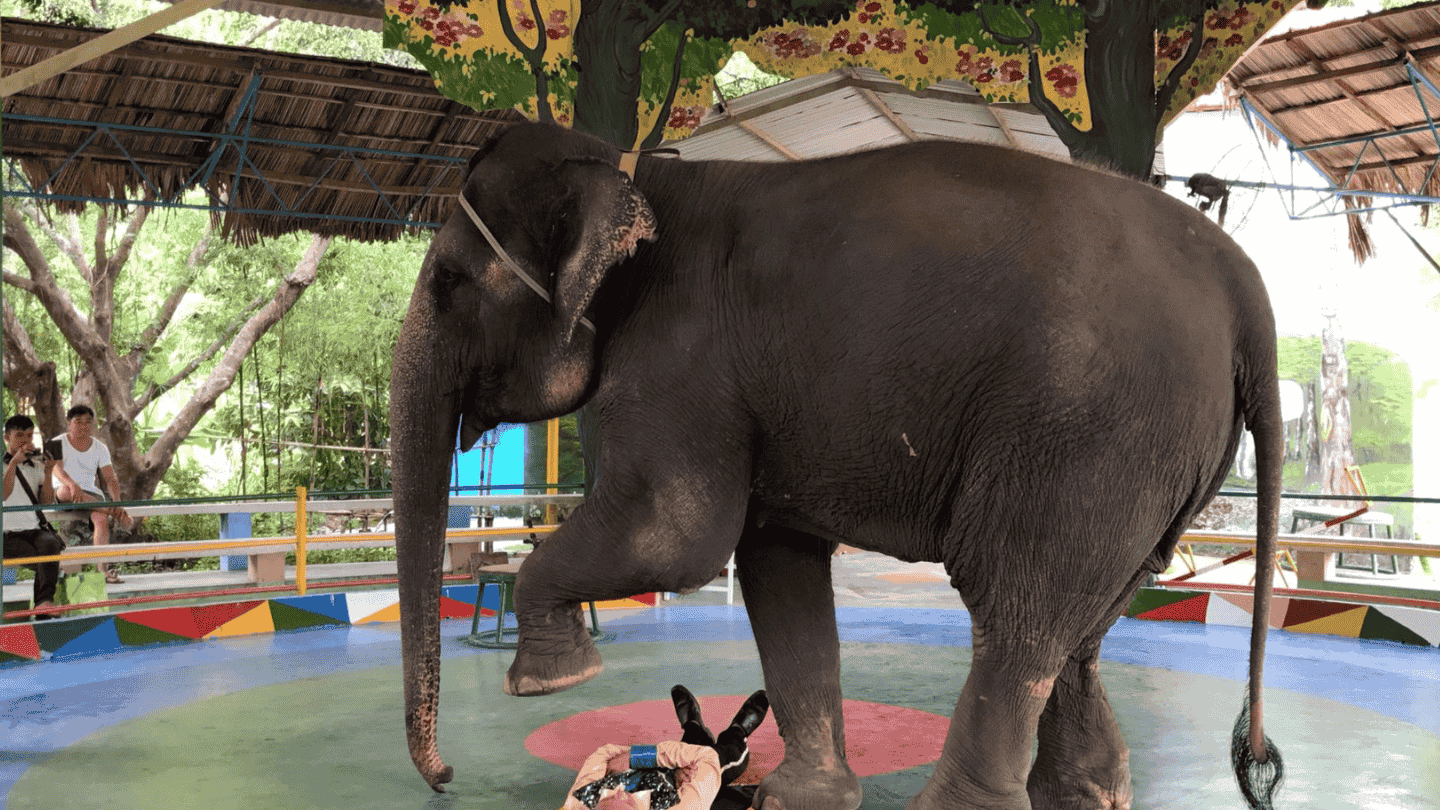 Asian elephant in show arena, lifting left front foot above person on the ground.