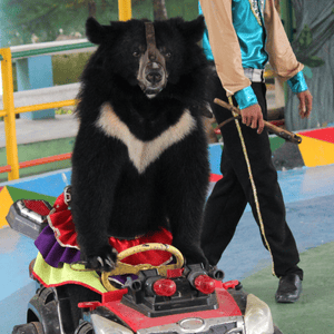 Asiatic black bear in performance arena riding a small toy car towards the camera, with trainer holding poles in background.