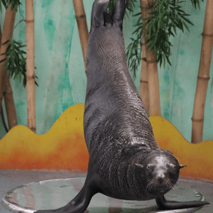 Dark, young seal in performance arena, standing on front flippers with tail and body in the air balancing on a glass table.