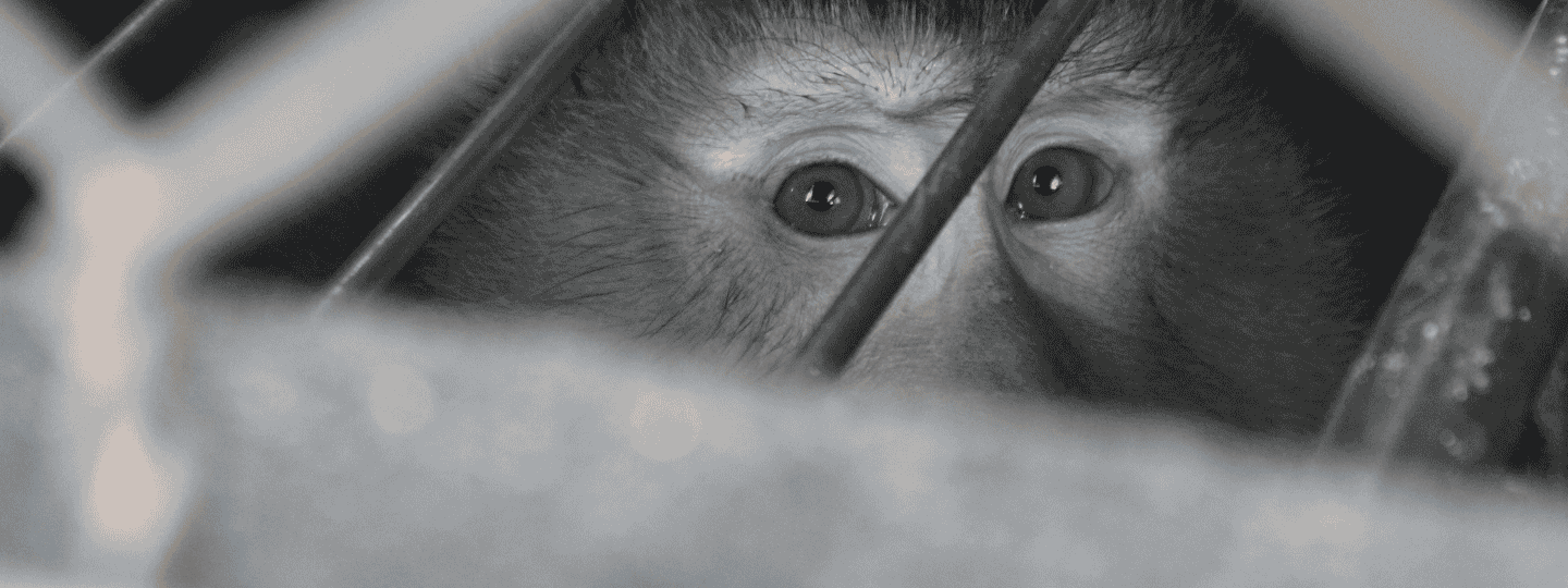 Close up of macaque in cage, pale face, light brown eyes looking directly to camera. Cage bars running diagonally from top right across face.