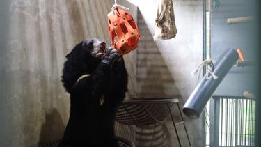A moon bear inside a large den reaches up to play with an orange weaved hanging toy.
