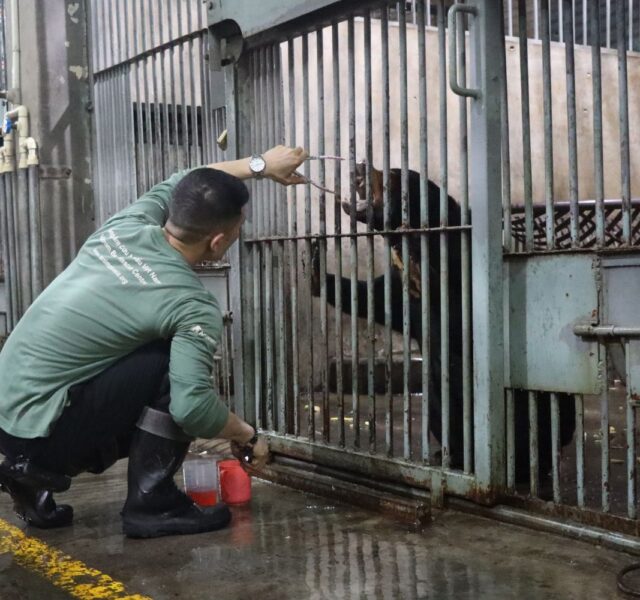 A caretaker in green uniform feeds a bear inside a metal cage using tongs, with cleaning supplies on the wet floor nearby.