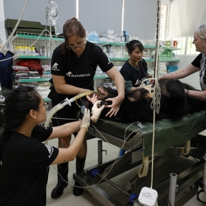Vet team performing a surgery on a bear.
