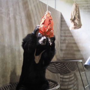 A moon bear in an enclosure reaches up to interact with a hanging orange enrichment toy.