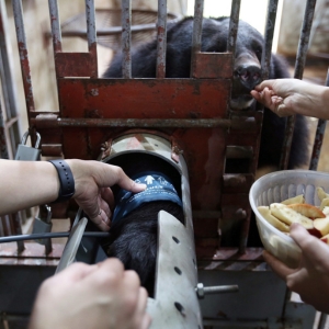 A bear in a cage receives a medical check while being fed fruit treats through the bars by a caretaker.