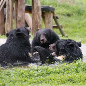 Three Asian black bears interact and relax together in a shallow pool surrounded by green grass in their enclosure.