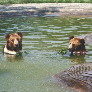 Two brown bears stand in a pool, holding leafy greens while water splashes around them on a sunny day.
