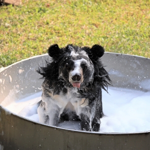 A black-and-white bear covered in soap sits in a metal tub, enjoying a bath outdoors on a grassy lawn.
