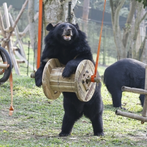 Asian black bear stands playing with a large wooden spool swing in a grassy outdoor enclosure.
