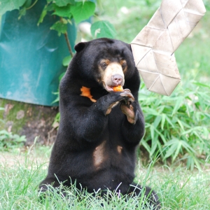 Sun bear sits in the grass, eating fruit in an outdoor enclosure with greenery in the background.