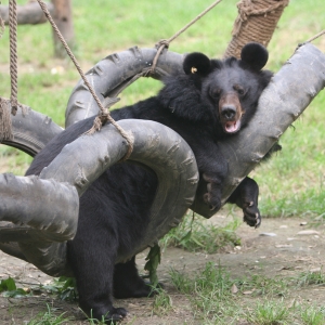 Asian black bear lounges comfortably on hanging rubber tires in an outdoor play area with grass.