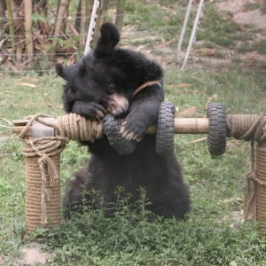 Asian black bear chews on a rope-wrapped wooden bar with hanging rubber tires in a grassy outdoor area.