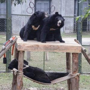Two Asian black bears sit on a wooden platform while another bear relaxes in a hammock below, inside an enclosure.