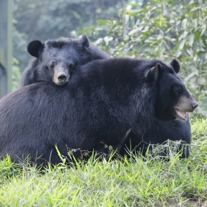 Two Asian black bears rest close together in the grass, one bear leaning its head on the other’s back.