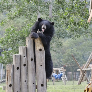 Asian black bear climbs and hugs tall wooden logs in a green outdoor enclosure.
