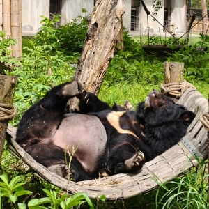 An Asian black bear lies comfortably on its back in a hammock, surrounded by lush greenery and wooden posts.