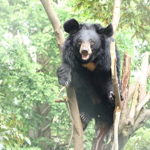 An Asian black bear climbs a tree, surrounded by lush green foliage, looking down from between the branches.