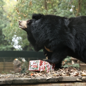 An Asian black bear stands on a log outdoors with a decorated box, surrounded by trees and foliage.