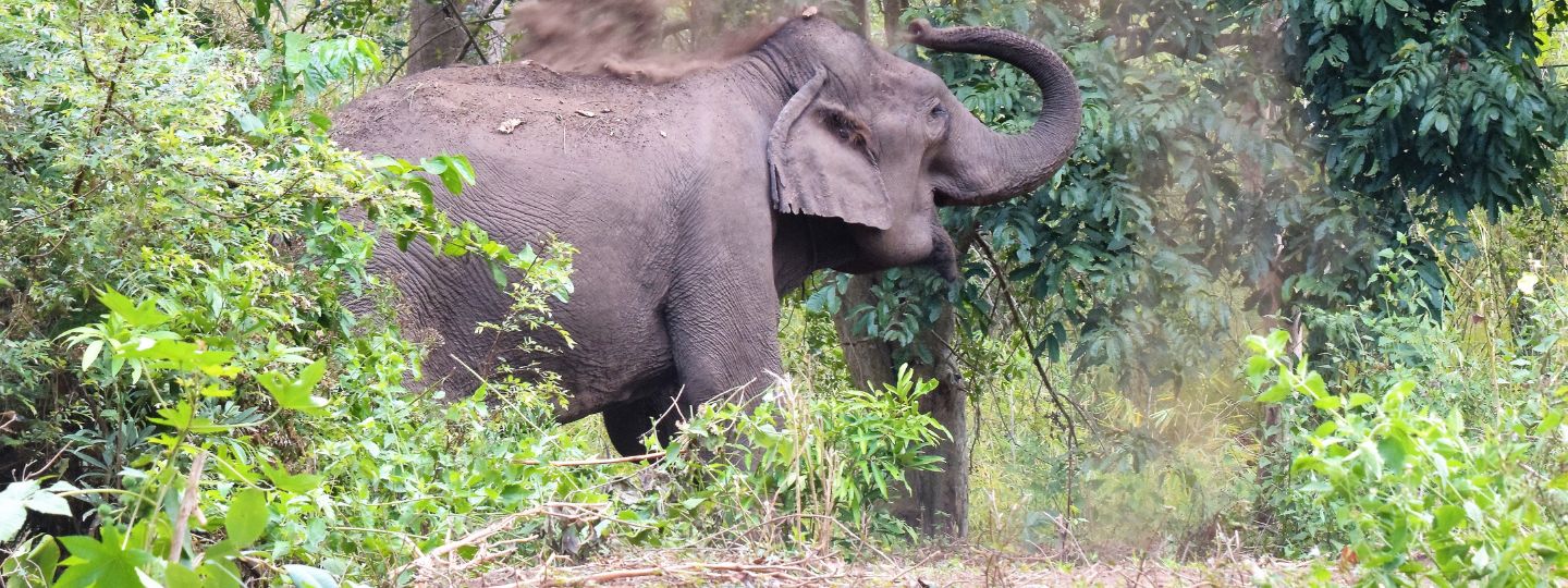 Asian elephant spraying dust over its back while standing in dense green forest vegetation.