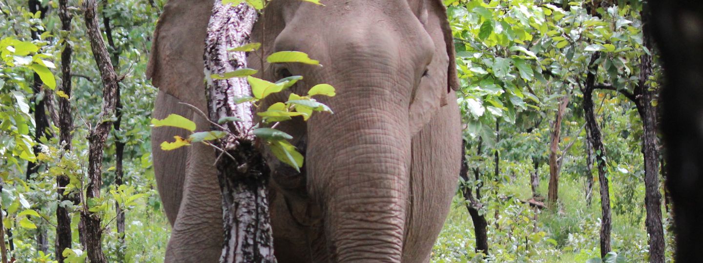 Asian elephant standing among green trees and foliage in a dense forest.