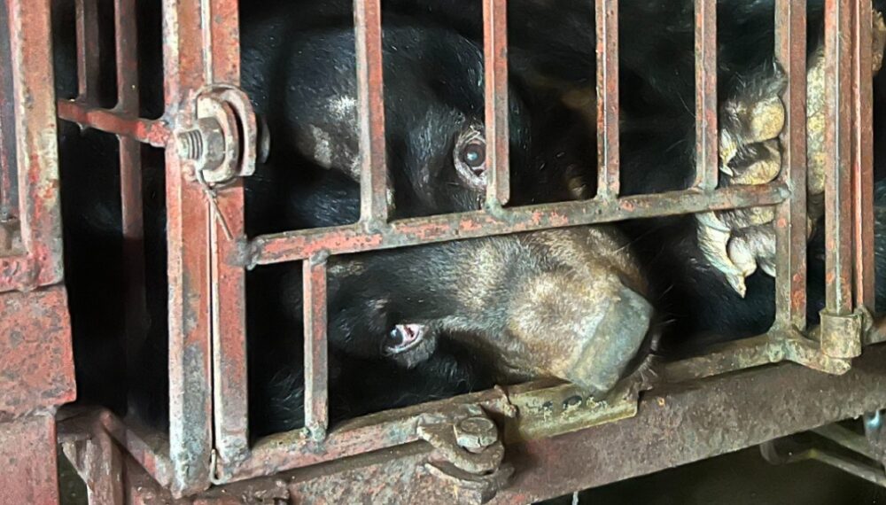 Bear in a cage, looking to camera with its nose pushing through the bars and its claws resting on the bars