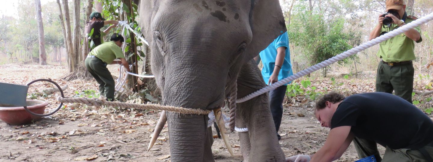 Veterinarians and staff tend to an elephant's foot while it is secured with ropes in a forested area, with onlookers and a photographer nearby.