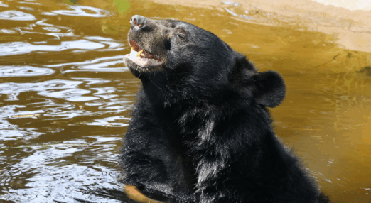 Moon bear sitting in outdoor semi natural pool facing the sun with eyes closed and smiling
