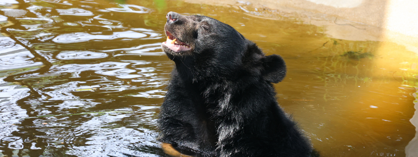 Moon bear sitting in outdoor semi natural pool facing the sun with eyes closed and smiling