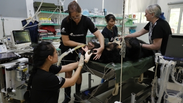 A group of vets performing a surgery on a bear.