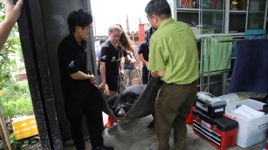 Rescue team carefully carries a bear on a blanket through a shelter during a veterinary or relocation procedure.