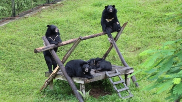 Four Asiatic black bears rest and climb on a wooden platform structure in a grassy outdoor sanctuary enclosure.