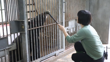 Caregiver uses a training tool to interact with a bear inside a metal cage, conducting enrichment or health checks.
