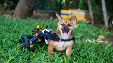 Small brown dog with a wheelchair harness sits on green grass, looking happy outdoors in a rehabilitation area.