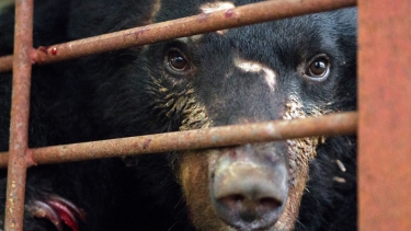 Close-up of a distressed moon bear staring through rusted metal bars, showing signs of injury and confinement in a bile farm cage.