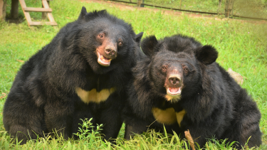 Close-up shot of two moon bears next to each other in a grassy enclosure, looking very happy