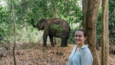 Elephant stands in a forest, surrounded by trees and dry leaves, with a person nearby in the natural habitat.